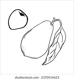 Grafische Zeichnung eines reifen Avocado. Vektorgrafik. Grüne Avocado-Früchte, gesunde nahrhafte natürliche Lebensmittel und Handzeichnung von Avocado-Scheiben. Grüner Avocado, tropisches veganisches Essen, exotische gesunde Küche.