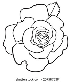 Graphic drawing of a rose bud on a white background. View from above.