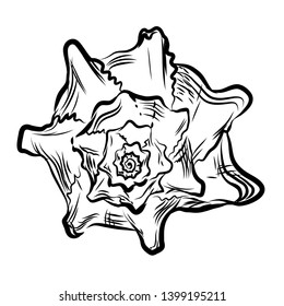 
Graphic drawing of seashells on a white background.