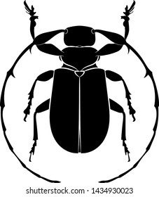 Graphic drawing. Silhouette of a beetle (Hoplistocerus iheringi). Vector.
