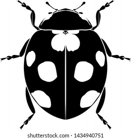 Graphic drawing. Silhouette of a ladybug (Coccinellidae). Vector.