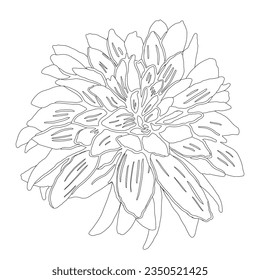 Dahlia dibujada de forma gráfica. Ilustración de contorno en blanco y negro vectorial.