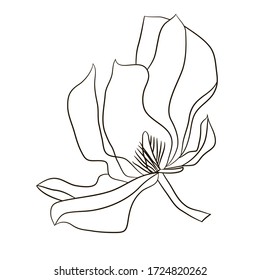 Graphic element of magnolia flower for graphic design. Item to decorate cards, logo, posters, stickers, packing, social media, prints textile. Stock vector  illustration. Isolated on white background.