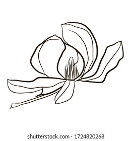Graphic element of magnolia flower for graphic design. Item to decorate cards, logo, posters, stickers, packing, social media, prints textile. Stock vector  illustration. Isolated on white background.