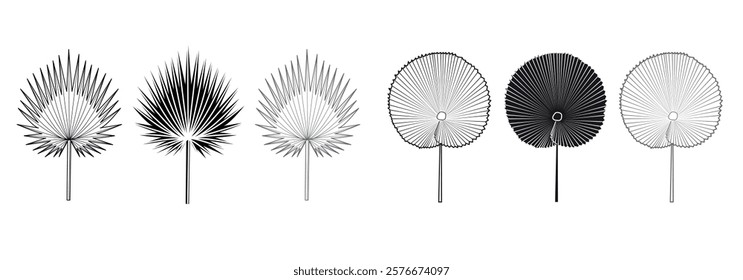 graphic elements for illustration and design black, palm leaf, Sabal minor, Licuala grandis, sketching