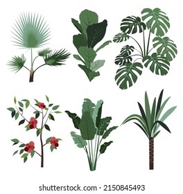 grafische Elemente für Illustration und Design, Indoor-Blumen, Chinesische Hibiskus-Rose, Yucca, Monstera, Bananenbaum, Waschingtonia-Palm, Bikus lyrata