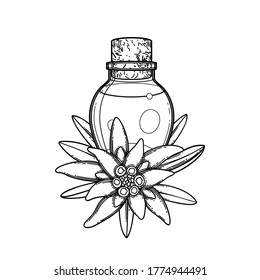 Graphic essential oil bottle decorated with edelweiss leaves and flowers. Vector botanical design isolated on white background