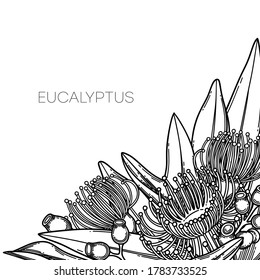 Flores y hojas de eucalipto gráficas. Diseño botánico vectorial