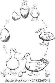 Graphic farm duck life cycle illustration, vector animal growth stage sketch clipart, educational poster