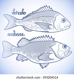 Graphic fish collection drawn in line art style. Dorado and seabass for seafood menu.  Sea and ocean creatures isolated on white background. Coloring book page design