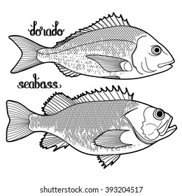 Graphic fish collection drawn in line art style. Dorado and seabass for seafood menu.  Sea and ocean creatures isolated on white background. Coloring book page design