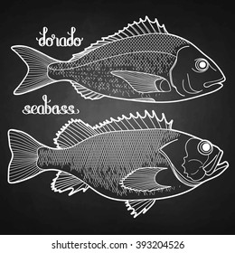 Graphic fish collection drawn in line art style. Dorado and seabass for seafood menu.  Sea and ocean creatures isolated on chalkboard