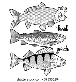 Graphic fish collection drawn in line art style. Carp, trout and perch for seafood menu. Freshwater creatures isolated on white background. Coloring book page design