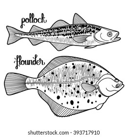 Graphic fish collection drawn in line art style. Pollock and flounder for seafood menu.  Sea and ocean creatures isolated on white background. Coloring book page design