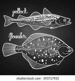 Graphic fish collection drawn in line art style. Pollock and flounder for seafood menu.  Sea and ocean creatures isolated on chalkboard