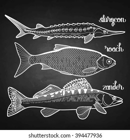 Graphic fish collection drawn in line art style. Sturgeon, roach, zander for seafood menu. Freshwater creatures creatures isolated on chalkboard