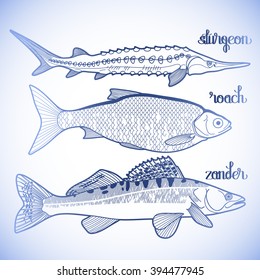 Graphic fish collection drawn in line art style. Sturgeon, roach, zander for seafood menu. Freshwater creatures isolated on white background. Coloring book page design