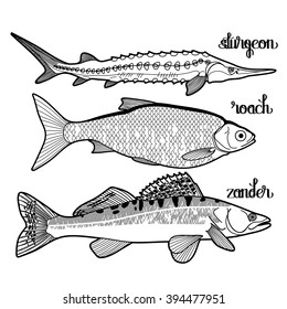 Graphic fish collection drawn in line art style. Carp, trout and perch for seafood menu. Sea and ocean creatures isolated on white background. Coloring book page design