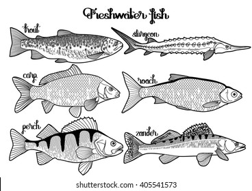 Graphic fish collection drawn in line art style. Sturgeon, roach, zander, trout, carp, perch for seafood menu. Freshwater creatures isolated on white background. Coloring book page for adults and kids