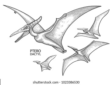 graphic-flying-pterodactyls-vector-dinosaurs-260nw-1023386530.jpg
