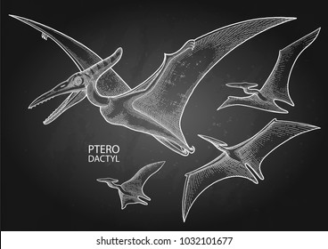 Graphic flying pterodactyls. Vector dinosaurs isolated on the chalkboard. Animal of the prehistoric period in engraving technique