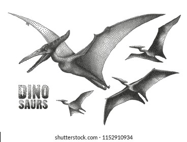 Graphic flying pterodactyls. Vector dinosaurs isolated on white background. Animal of the prehistoric period in stippling technique