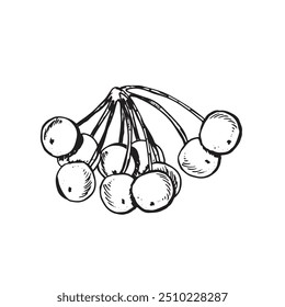  Graphic forest theme. Hand draws graphic illustrations on a white background. Graphic forest theme for design