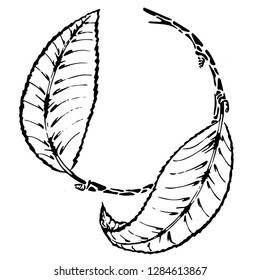 graphic frame with leaves