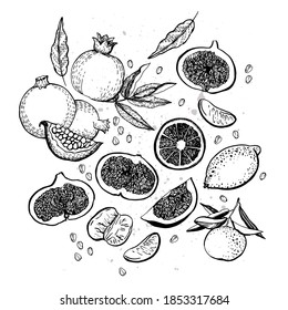 Graphic fruit set. Vector illustration. Manual graphics.