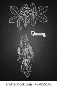 Graphic ginseng root and berries drawn in line art style. Herbal medicine. Vector plants isolated on the chalkboard.