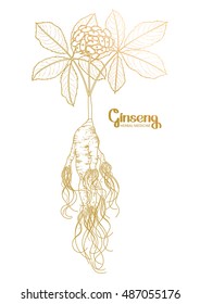 Graphic ginseng root and berries drawn in line art style. Herbal medicine. Vector plants in golden colors.