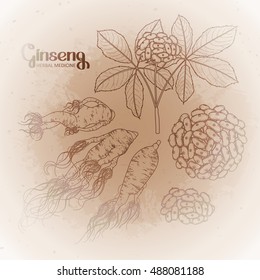 Graphic ginseng root and berries drawn in line art style. Herbal medicine. Vector plants isolated on the vintage background.