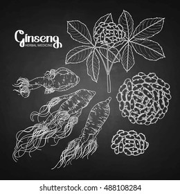 Graphic ginseng root and berries drawn in line art style. Herbal medicine. Vector plants isolated on the chalkboard.