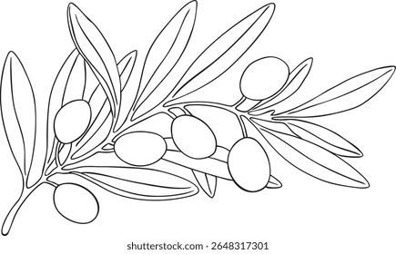 Graphic green and black olives branch vector. Hand painted floral illustration olive fruit, tree branches, leaves isolated background. Drawings food. Edible foliage. For menu, wrapping card gift