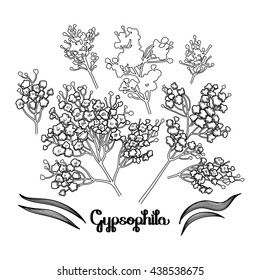 Graphic gypsophila set. Vector floral decorations isolated on white background. Coloring book page design for adults and kids