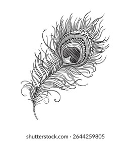 Graphic hand drawn image of stylish peacock feather