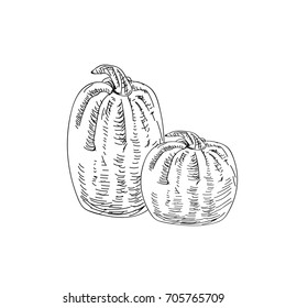 graphic hand drawn ink pumkins for your design