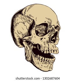 1 Skull Cro-Magnon Teaching Quality Recreation