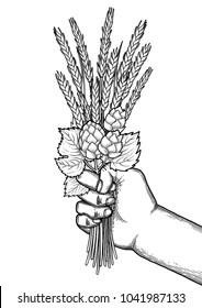 Graphic hand holding the bunch of malt and hop drawn in engraving technique isolated on white background. Coloring book page