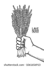 Graphic hand holding lavender bouquet. Vector provencal herbs isolated on white background. Coloring book page for adults and kids