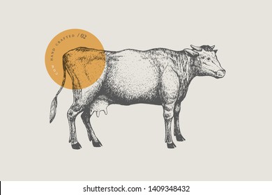 Graphic hand-drawn cow on a light background. Retro engraving with farm animal for menu restaurants, for packaging in markets and shops. Vector vintage illustrations.