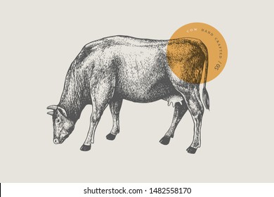 Graphic hand-drawn cow on a light background. Retro engraving with farm animal for menu restaurants, for packaging in markets and shops. Vector vintage illustrations.