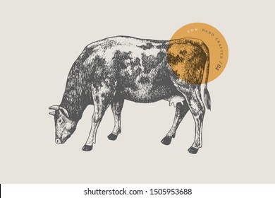 Graphic hand-drawn cow on a light background. Retro engraving with farm animal for menu restaurants, for packaging in markets and shops. Vector vintage illustrations.