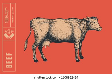 Graphic hand-drawn cow on a red background. Retro engraving with farm animal for menu restaurants, for packaging in markets and shops. Vector vintage illustrations.