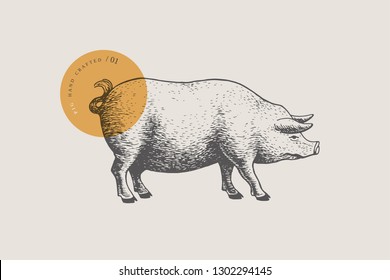 Graphic hand-drawn pig on a light background. Retro engraving with farm animal for menu restaurants, for packaging in markets and shops. Vector vintage illustrations.