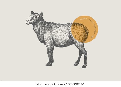 Graphic hand-drawn sheep on a light background. Retro engraving with farm animal for menu restaurants, for packaging in markets and shops. Vector vintage illustrations.