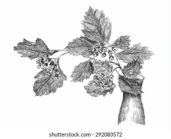 graphic hawthorn branch
