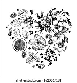 Graphic heart  Plants Fruit Tea. Graphic set. Flowers, buds, fruits, leaves, branches. Vector illustration. Manual graphics.
