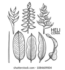 Graphic heliconia collection. Vector exotic leaves and flowers isolated on white background. Coloring book page for adults and kids