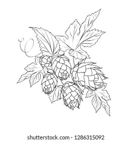 graphic hops branch